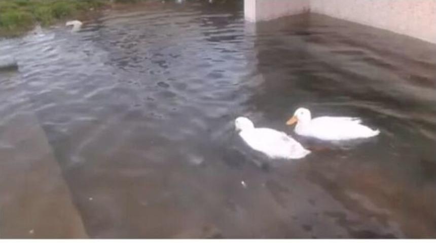 Sağlık Memuru Havuza D&ouml;nen &Ccedil;eşme &Ouml;n&uuml;nde &Ouml;rdek Y&uuml;zd&uuml;rd&uuml;