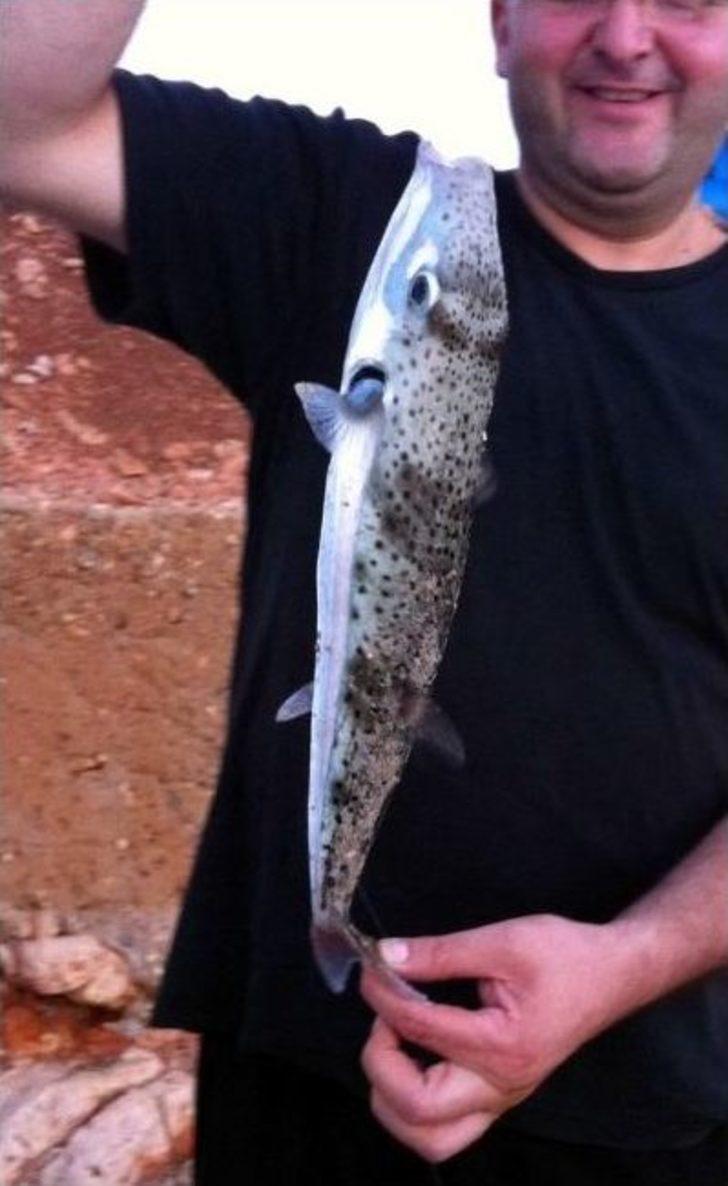 (özel Haber) Akdeniz’de Balon Balığı Kabusu G3