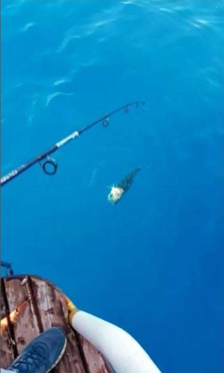 (özel Haber) Akdeniz’de Balon Balığı Kabusu G4