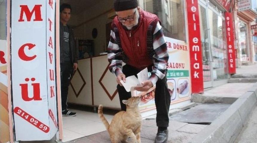 Sokak Kedisini Tavuk D&ouml;nerle Besliyor