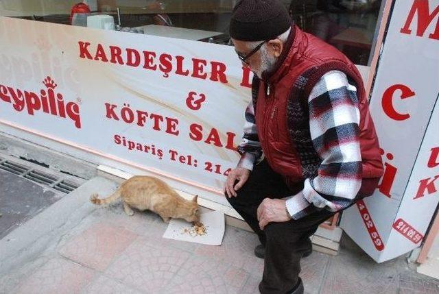 Sokak Kedisini Tavuk Dönerle Besliyor