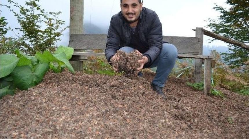 Fındık Kaps&uuml;l&uuml; Enerji Deposu