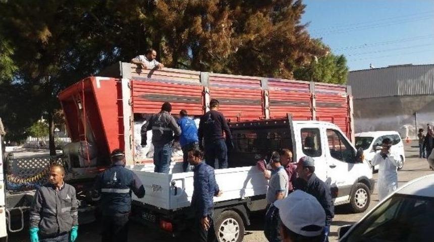 Fo&ccedil;a&rsquo;da &Ccedil;i&ccedil;ek Hastalığı İ&ccedil;in 600 Torba Kire&ccedil; Dağıtıldı