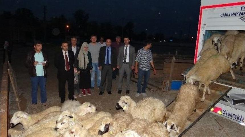 Gen&ccedil; &Ccedil;ift&ccedil;iler Hayvanlarına Kavuştu