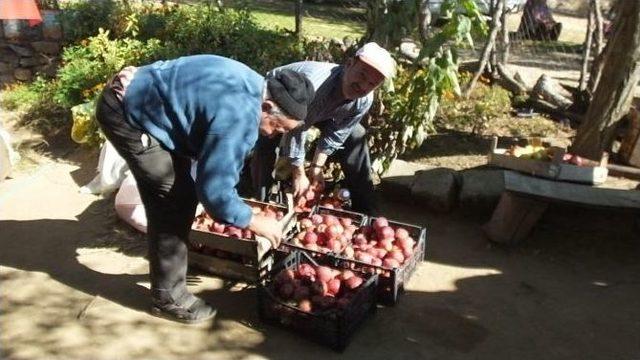 Organik Elmalar Domuzlara Yem Oldu