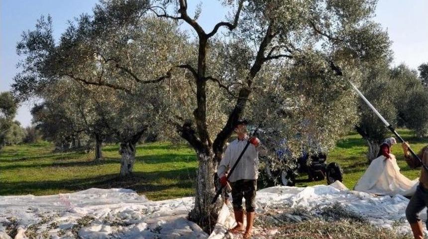 Manisa, Sofralık Zeytin Üretiminde İkinci