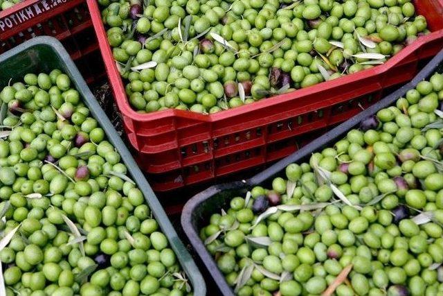 Manisa, Sofralık Zeytin Üretiminde İkinci