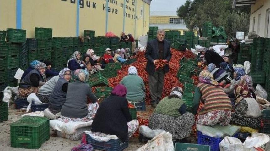 Kulaca’dan Avrupa’ya Salça İhracatı Sürüyor