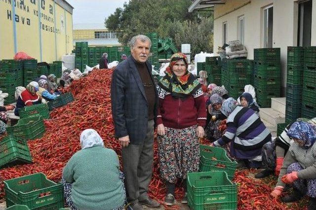 Kulaca’dan Avrupa’ya Salça İhracatı Sürüyor