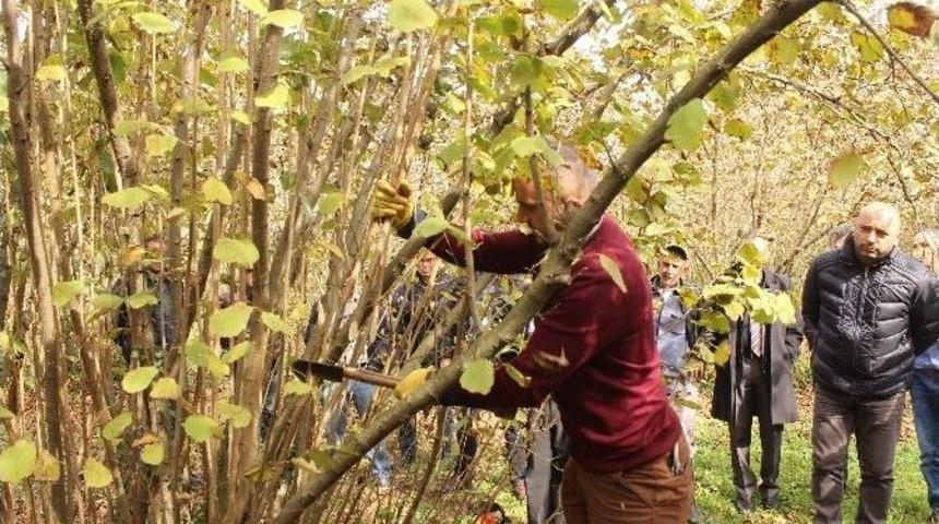 Fındık Bah&ccedil;elerinde Eğitici Adayları Eğitildi