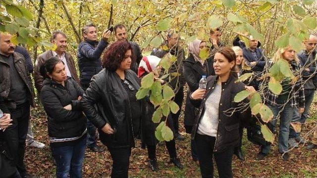 Fındık Bahçelerinde Eğitici Adayları Eğitildi