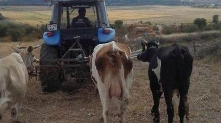 Sınırı Ge&ccedil;en İneklere Ab Sahip &Ccedil;ıkmadı