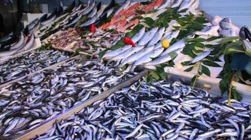 Bilecik&rsquo;te Balık Fiyatları Cep Yakıyor