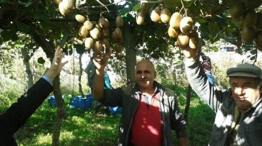 &Ccedil;arşamba Ovası&rsquo;nda &rsquo;kivi&rsquo; Zamanı