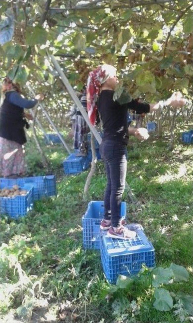 Çarşamba Ovası’nda ’kivi’ Zamanı 1