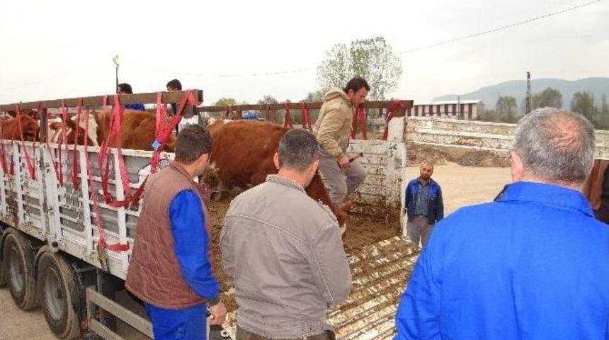 Bilecik&rsquo;te 78 Adet B&uuml;y&uuml;kbaş, 80 Adet K&uuml;&ccedil;&uuml;kbaş Hayvan Dağıtıldı