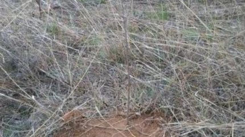 Yabanıl Meyve Fidanları Toprakla Buluştu