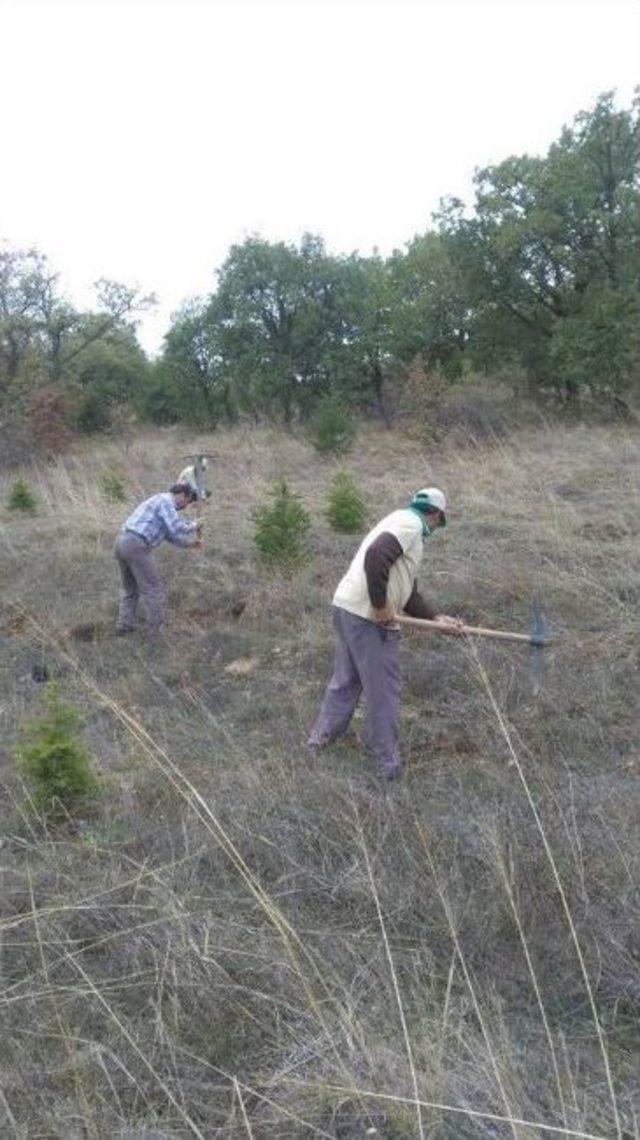 Yabanıl Meyve Fidanları Toprakla Buluştu