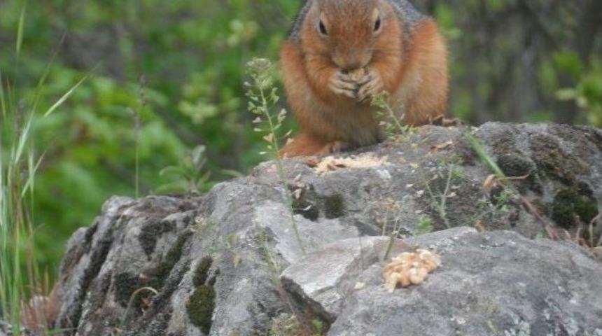 Bursalı Dağcının Sincapla 6 Yıllık Dostluğu