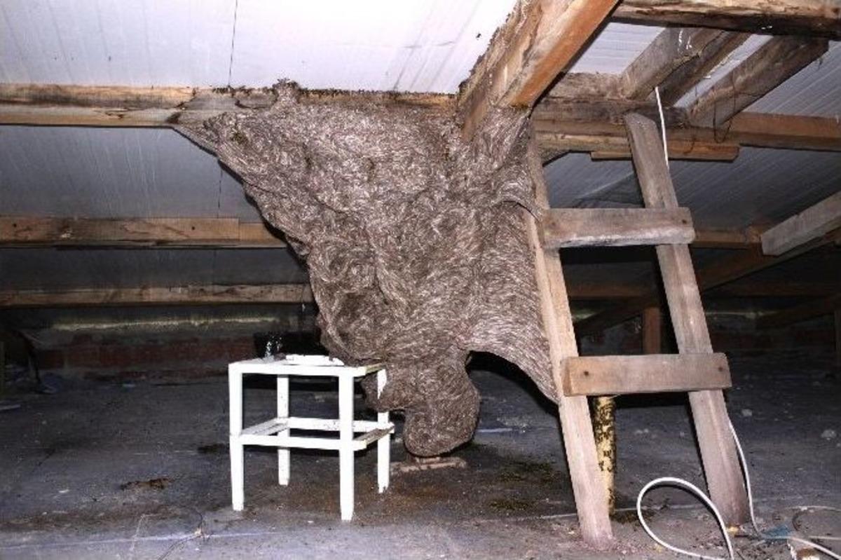 &Ccedil;anakkale&rsquo;de Katil Eşek Arıları Alarmı