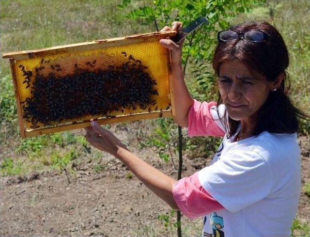 Mülayim Arılar, Expo 2016 Antalya’da