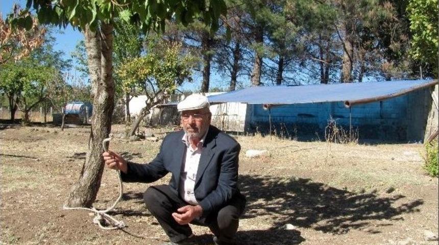 &Ccedil;alınan İneklerinin Bulunmasını Bekliyor