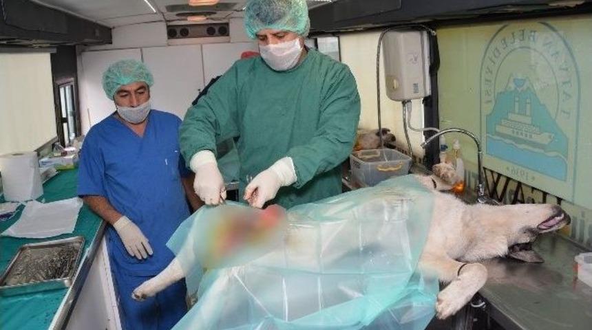 Hakkari&rsquo;de Sokak Hayvanları Kısırlaştırılıyor