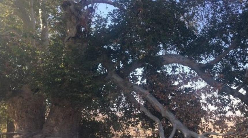 Elazığ&rsquo;da 600 Yıllık &Ccedil;ınar Ağa&ccedil;ları Koruma Altına Alındı