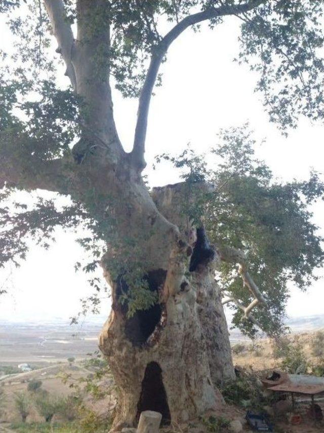 Elazığ’da 600 Yıllık Çınar Ağaçları Koruma Altına Alındı