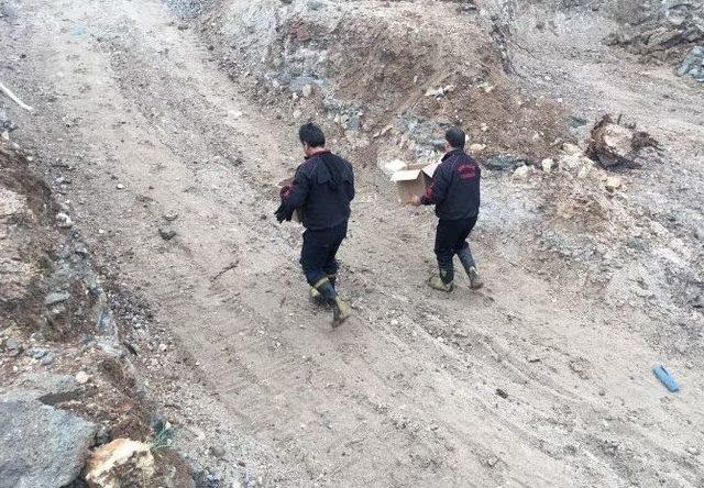 İnşaat Temeline D&uuml;şen 4 Yavru K&ouml;pek Kurtarıldı 1