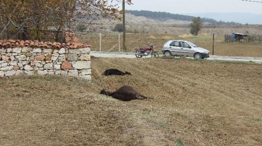 K&uuml;tahya&rsquo;da Vahşet