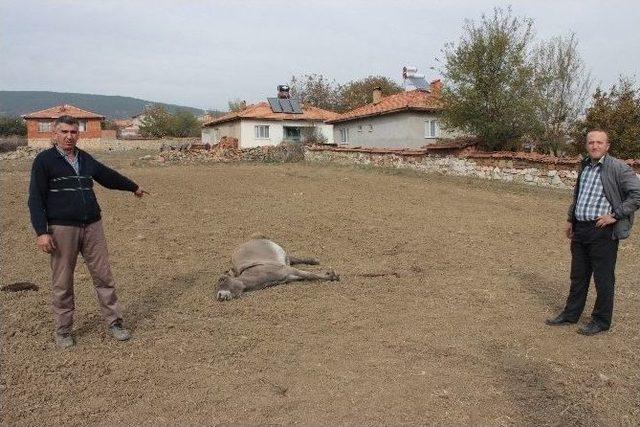K&uuml;tahya&rsquo;da Vahşet 1