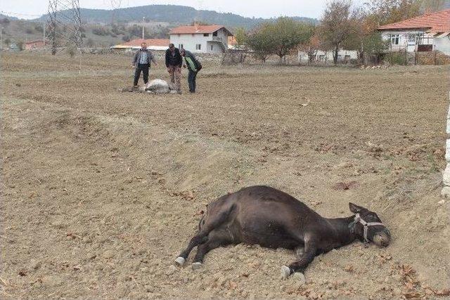 K&uuml;tahya&rsquo;da Vahşet 2