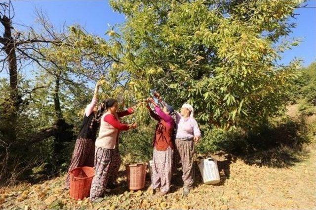 Orman Devletin, Kestanelerin Hasadı Ve Satışı Vatandaşların 1