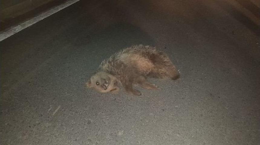 Kamyonun &Ccedil;arptığı Ayı Yavrusu Telef Oldu