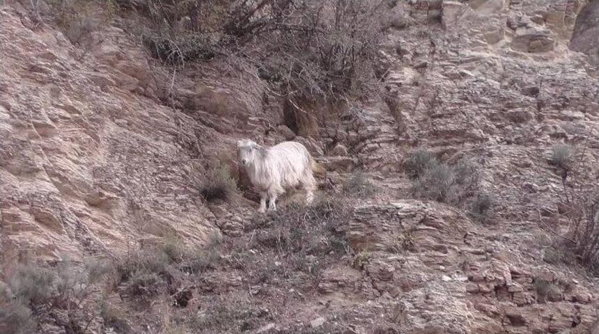 Kayalıklarda Mahsur Kalan Ke&ccedil;iyi İtfaiye Kurtardı