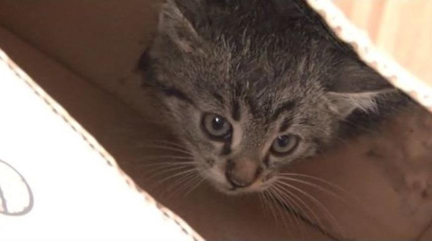 Motora Sıkışan Yavru Kedilere İtfaiye Operasyonu