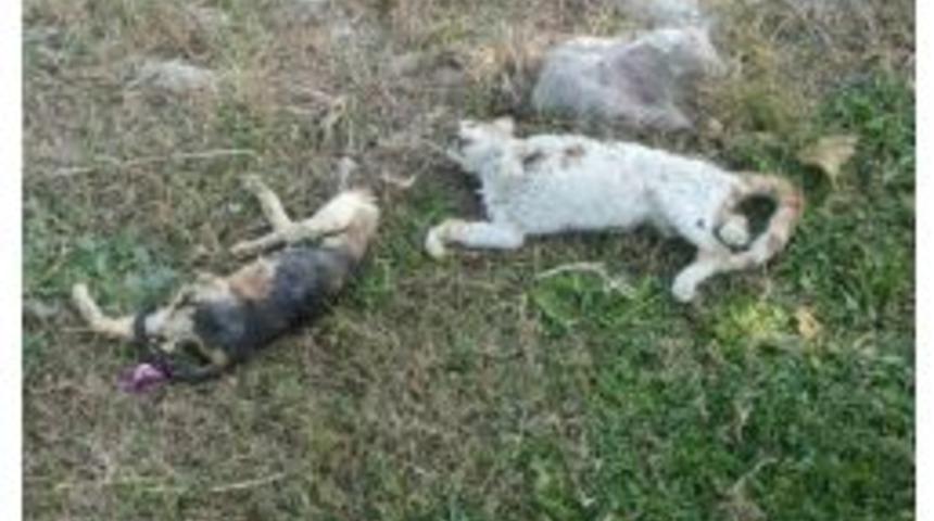 Antalya&rsquo;da Kedi Katliamı