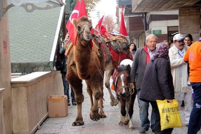 Bursa’daki Cumhuriyet Yürüyüşü’nde Deve Krizi...(özel Haber)