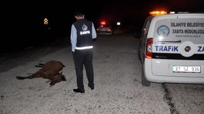 Kamyonun &Ccedil;arptığı At Telef Oldu