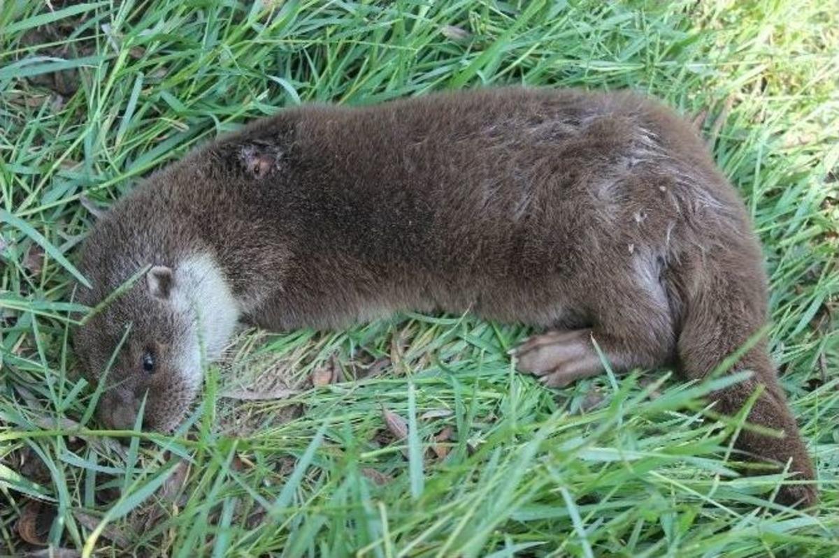 Manisa&rsquo;da Yaralı Su Samuru Bulundu