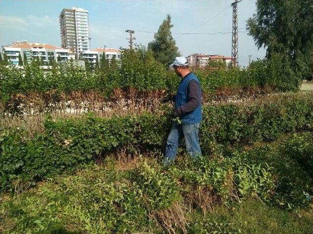 Alaşehir’de Park Ve Bahçeler Bakımdan Geçirildi