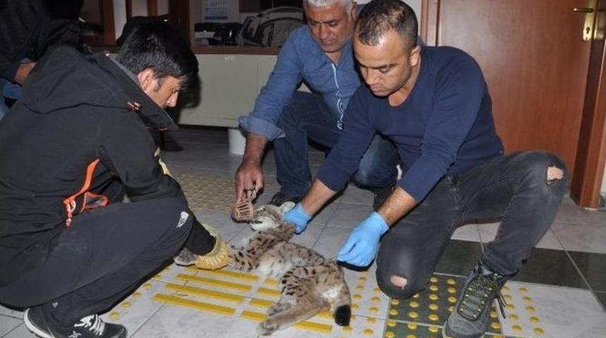 Yaralı Vaşak Tedavi Altına Alındı