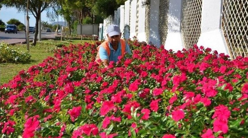 Alanya&rsquo;ya 200 Bin &Ccedil;i&ccedil;ek