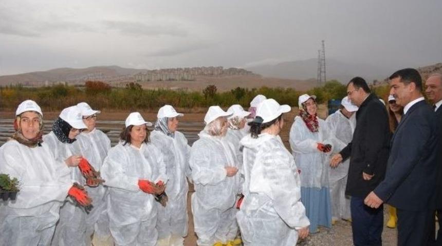 ‘çilek Yetiştiriciliğinde Kadın Eli Projesi’ Hayata Geçirildi