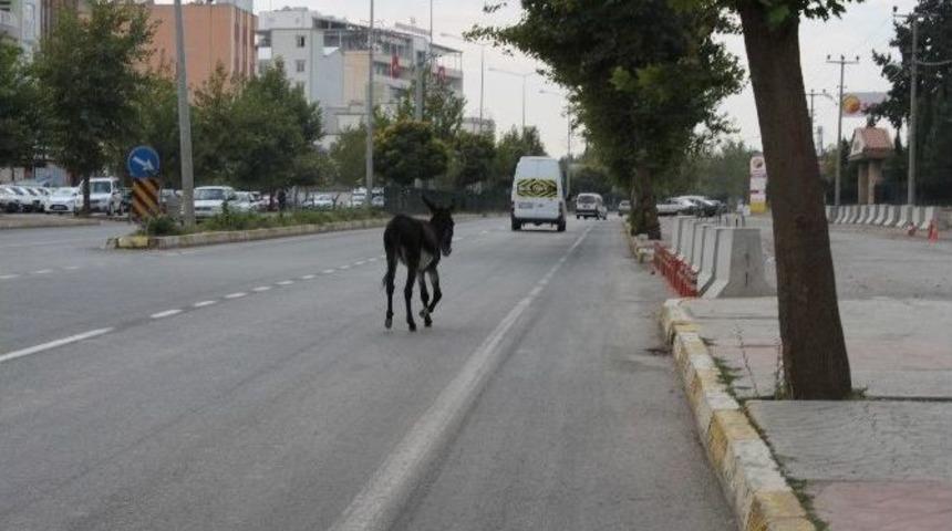 Başıboş Eşek Tehlike Sa&ccedil;tı