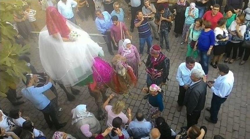 M&uuml;hendis Gelin L&uuml;ks Otomobili Bırakıp Deveye Bindi