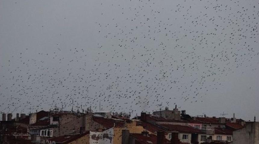 Eskişehir Semalarında Kuşların Dansı B&uuml;y&uuml;ledi