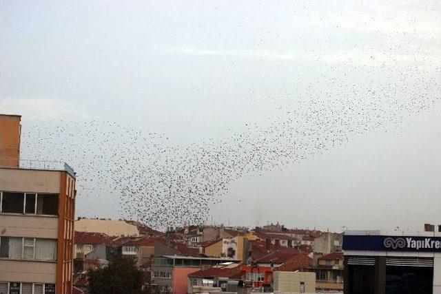 Eskişehir Semalarında Kuşların Dansı Büyüledi