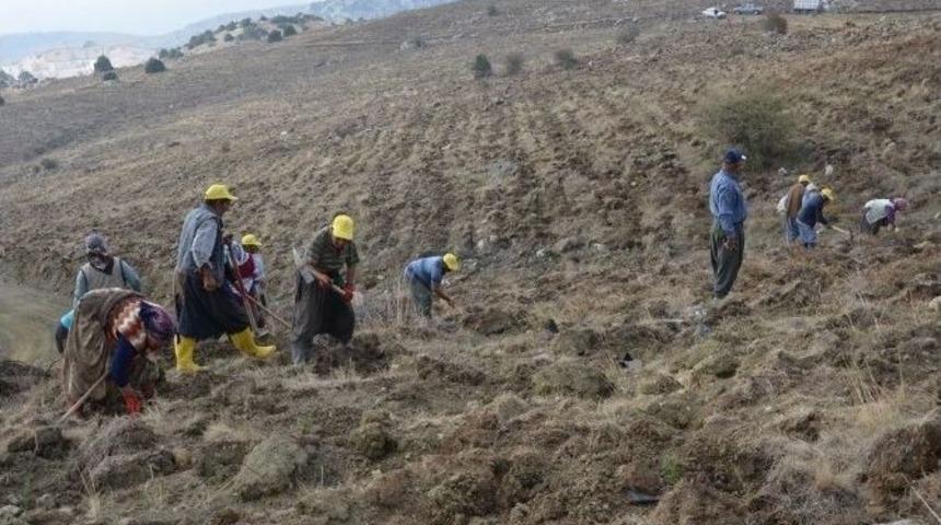 Mersin&rsquo;de Ağa&ccedil;landırma &Ccedil;alışmalarında Hedef Aşıldı